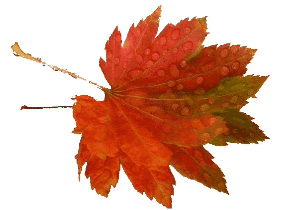 png-clipart-leaf-autumn-leaves-leaf-maple-leaf-removebg-preview.png
